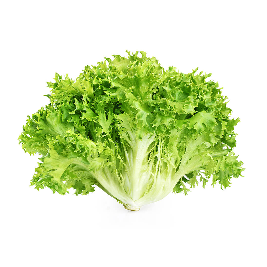 Endive Bunch