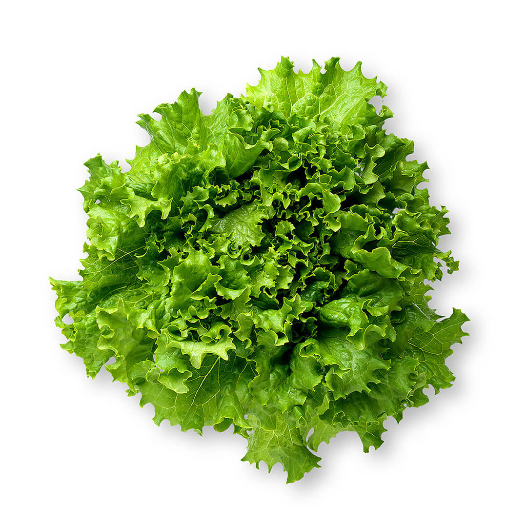 Lettuce Fancy Green