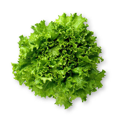 Lettuce Fancy Green
