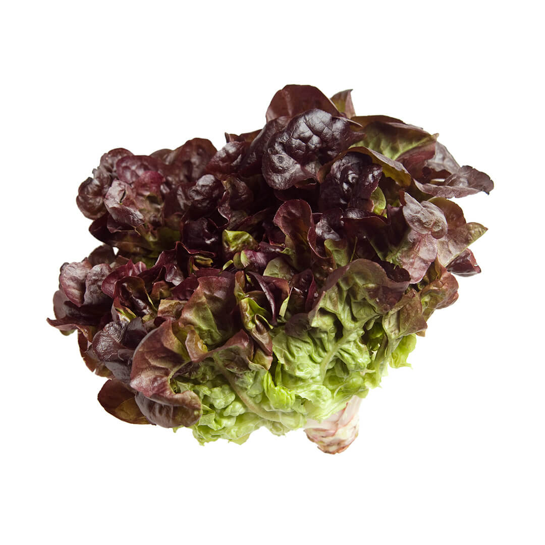 Lettuce Fancy Red