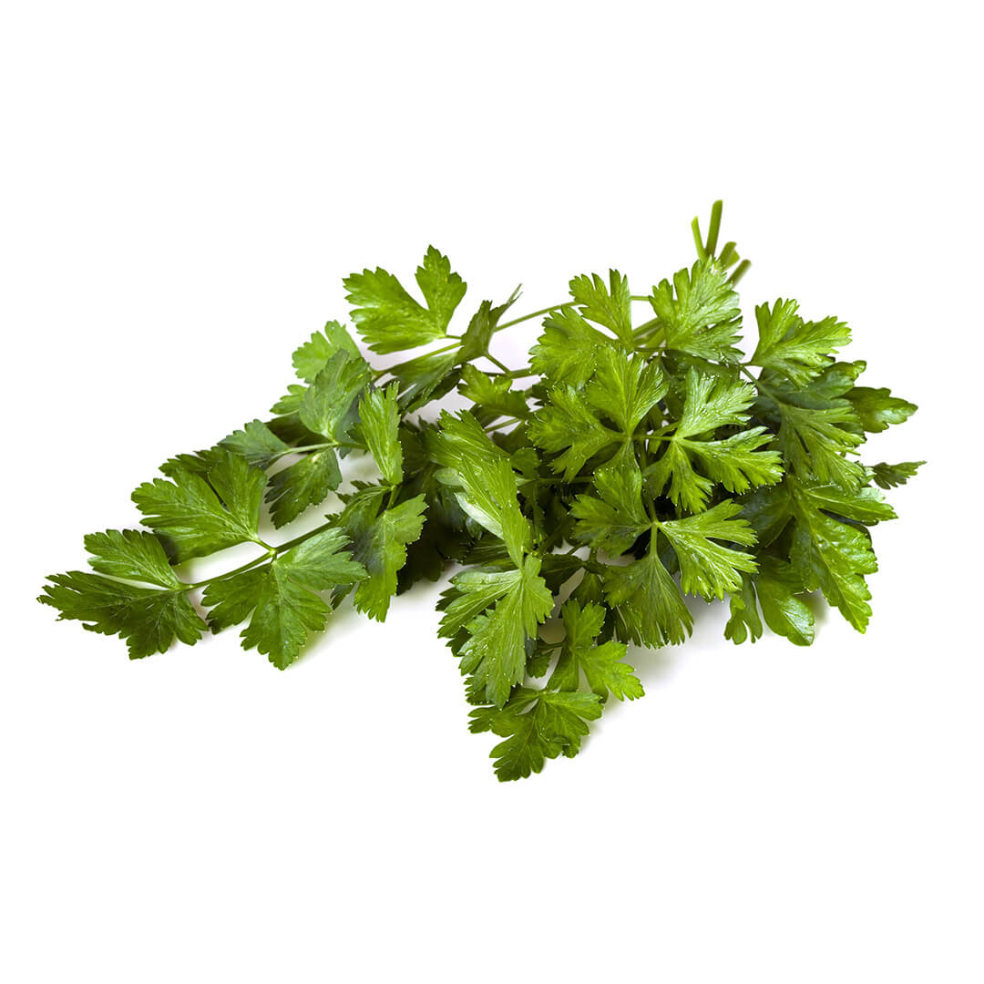 Parsley Continental Bunch